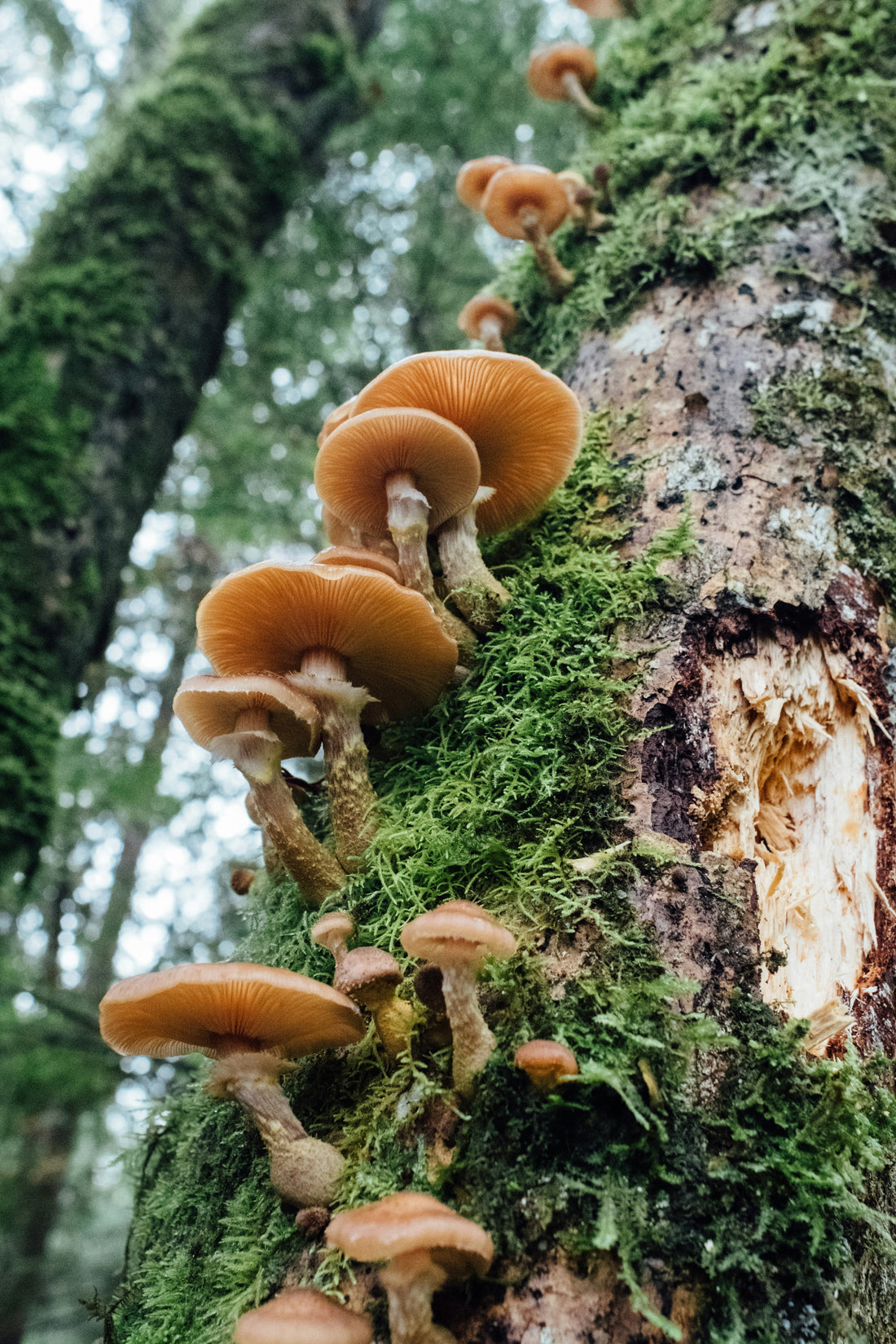 12 Proven Benefits Of Medicinal Mushrooms